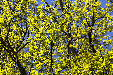 Image showing clean oak foliage