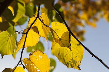 Image showing yellowed foliage of a linden