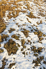 Image showing Old grass, snow