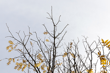 Image showing yellow leaves of the tree