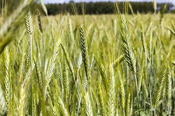 Image showing Green ears of rye