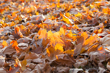 Image showing fallen maple leaves