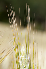 Image showing spikelets of wheat