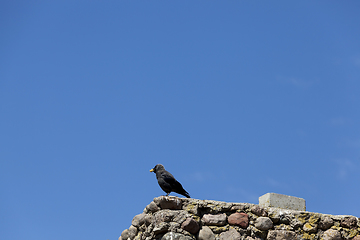 Image showing adult crow sits on a fence