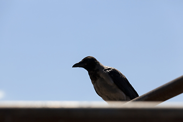 Image showing adult crow sits on a fence