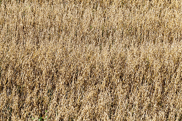 Image showing golden oats