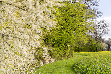 Image showing sunny woodside scenery