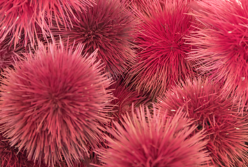 Image showing red fluffy seed capsules