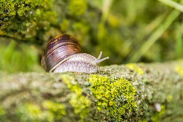 Image showing Roman snail closeup