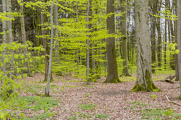 Image showing forest scenery at spring time