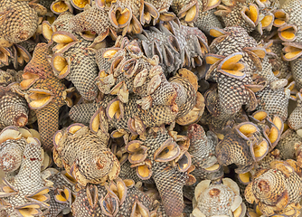 Image showing Banskia cones closeup