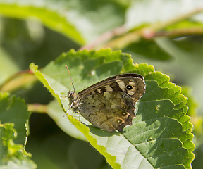 Image showing Speckled wood butterfly