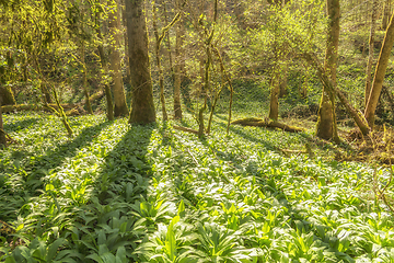 Image showing idyllic forest scenery