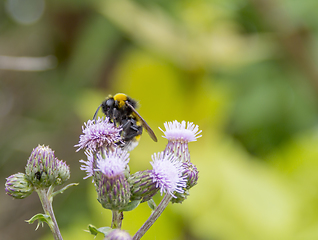 Image showing Bumblebee on thistle flower