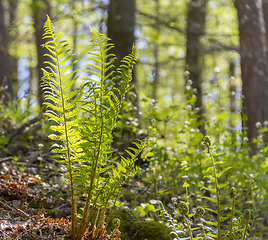 Image showing sunny forest scenery