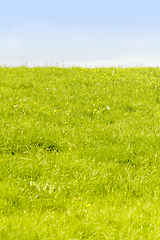 Image showing vibrant green meadow