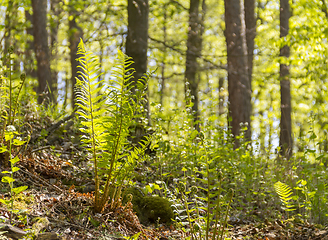 Image showing sunny forest scenery