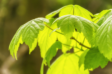 Image showing sunny illuminated spring leaves