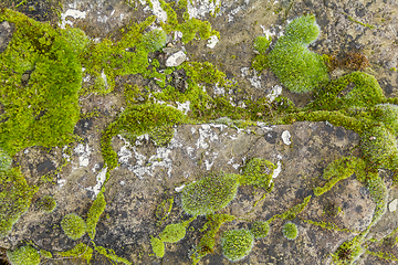 Image showing moss and lichen on rough stone