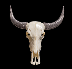 Image showing horned animal skull