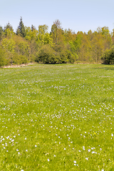 Image showing sunny woodside scenery