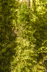 Image showing green mossy twigs detail