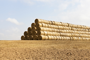 Image showing large number of stacks of straw