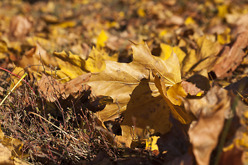 Image showing Yellow foliage