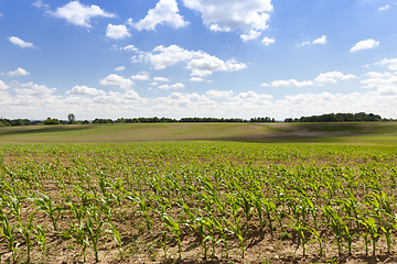 Image showing young green corn