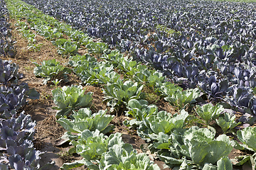 Image showing field cabbage