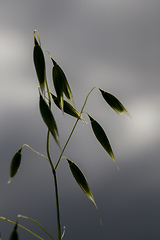 Image showing spikelets of oats