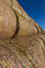 Image showing straw stems