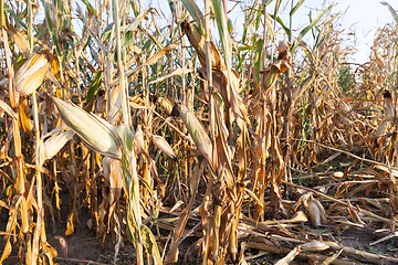 Image showing agriculture, corn closeup