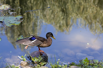 Image showing young duck