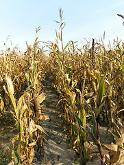 Image showing Ripe yellow corn row
