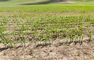 Image showing young green corn