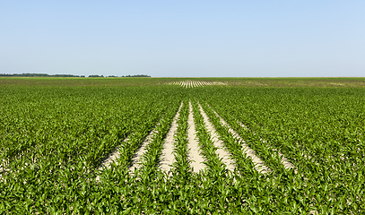 Image showing green corn