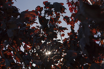 Image showing red maple