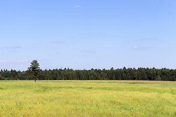 Image showing field of cereal