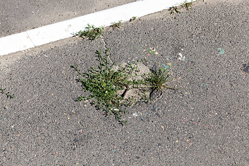 Image showing grass to germinate asphalt