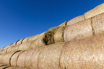 Image showing straw of wheat