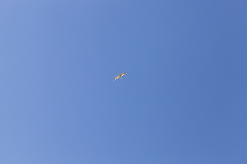 Image showing gull sky