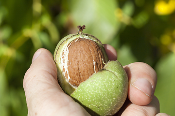 Image showing green part of a walnut