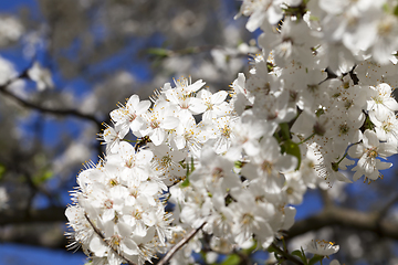 Image showing tree inflorescence