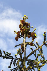 Image showing cones fir