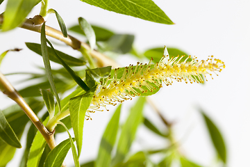 Image showing blooming buds