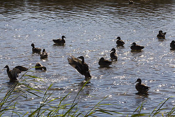 Image showing young and old ducks