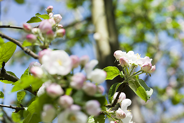 Image showing fruit tree flowers