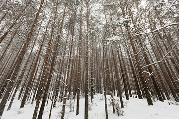 Image showing pine forest