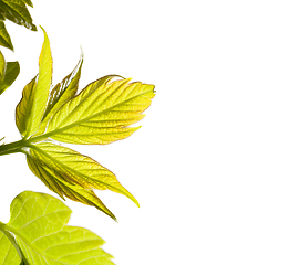 Image showing leaves of maple